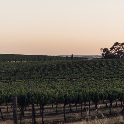 An Exploration of Australian Wine Regions