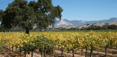 5 Fun Facts About Santa Barbara Wine