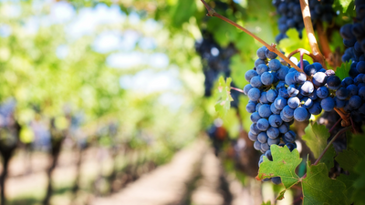 Rioja — A Walkable Wine Region