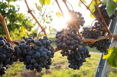 Biodynamic, Organic, Natural: Decoding Sustainable Wines
