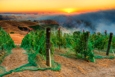 5 Things to Know About the Underrated Region of Paso Robles