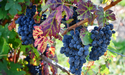 5 Marvelous Things to Know About Malbec