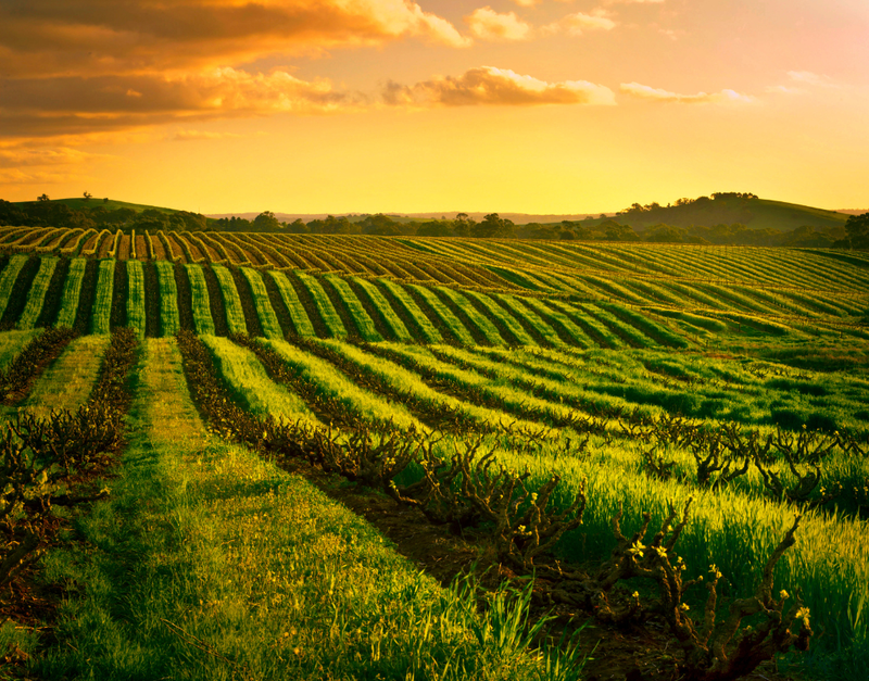 TasteDay Thursday: South American Wines